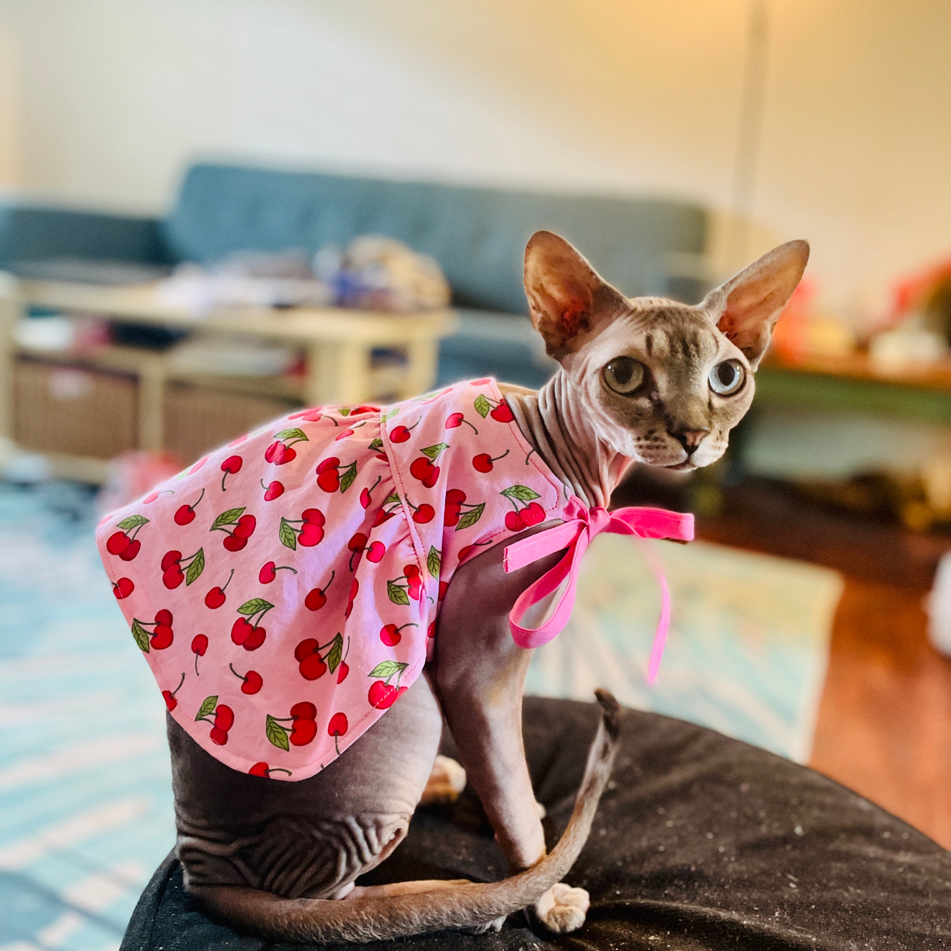 Trixie Reversible Pet Dress