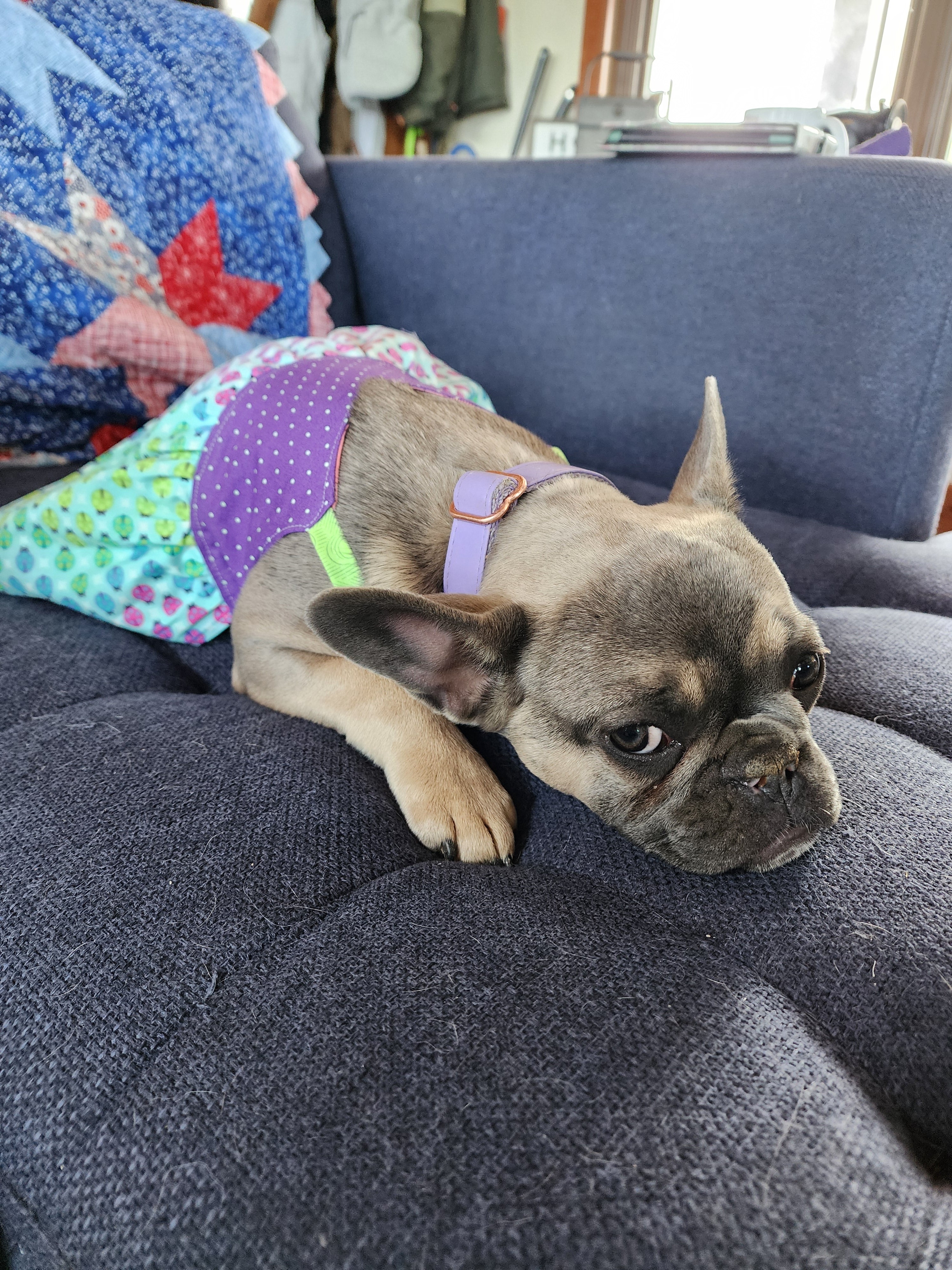 Trixie Reversible Pet Dress