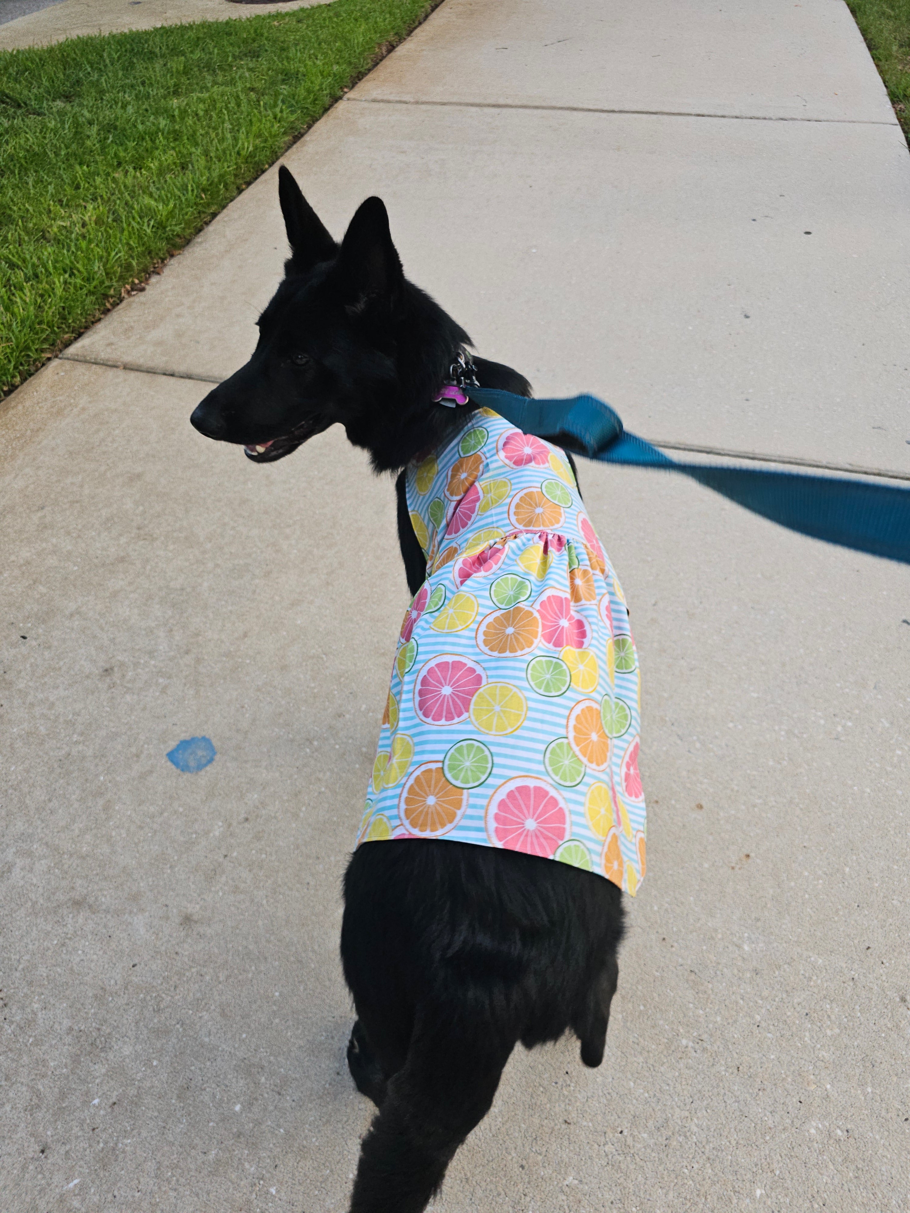 Trixie Reversible Pet Dress