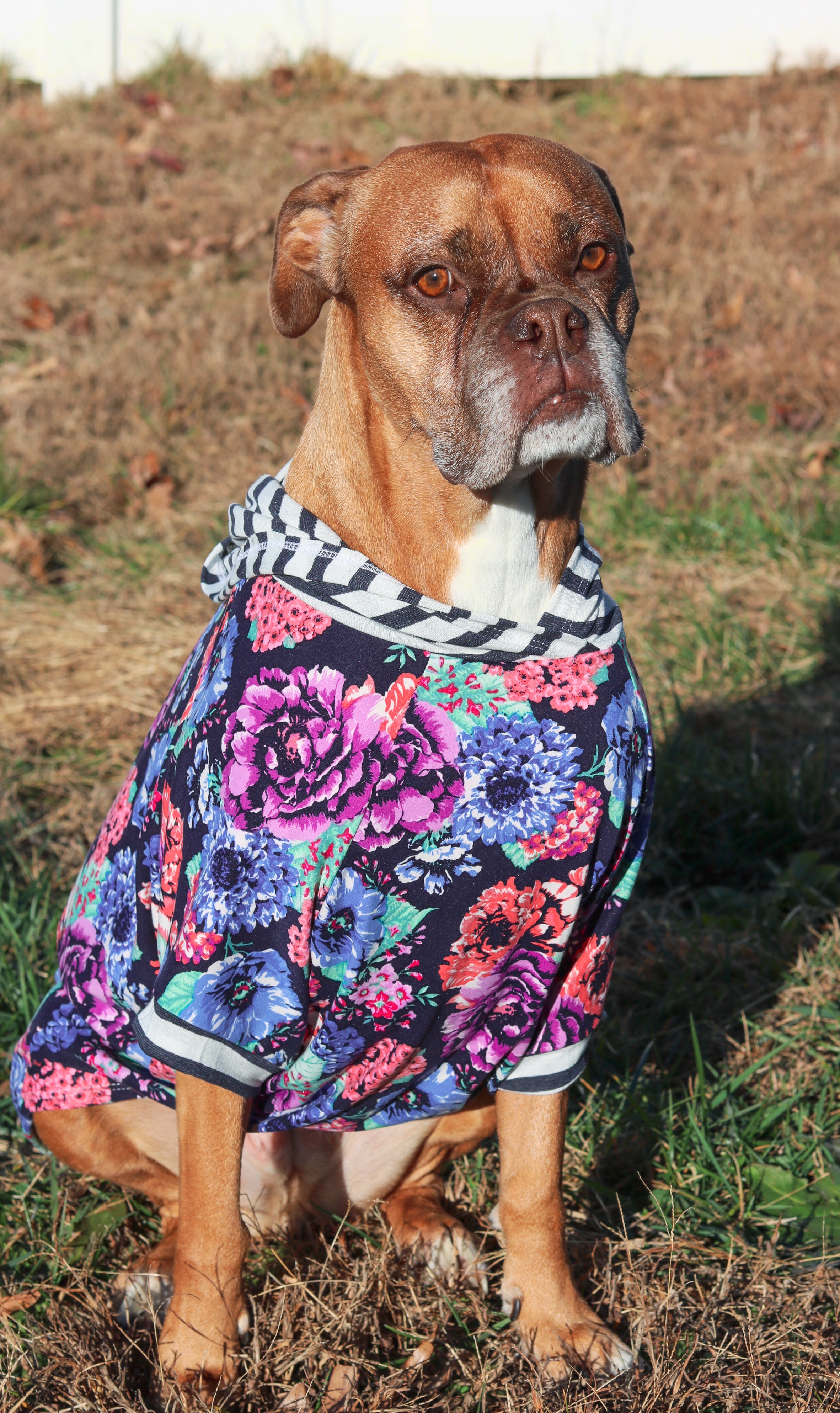 Boxer dog sweater pattern best sale